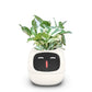 Fun Smart Flowerpot with Multiple Expressions